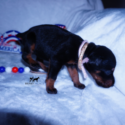 Champion Bloodlines - Euro Ty Lee 5
